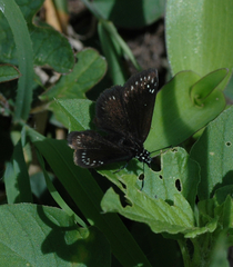 Pholisora