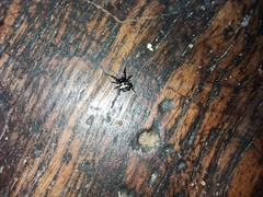 Thelacantha