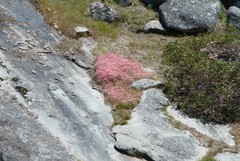 Leptosiphon ciliatus