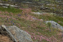Leptosiphon ciliatus