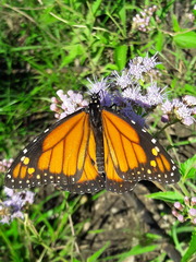 Danaus erippus