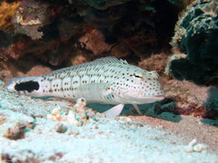 Parapercis hexophtalma