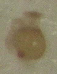 Ptinella octopunctata