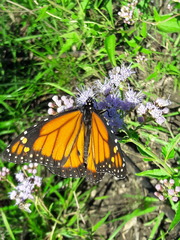 Danaus erippus
