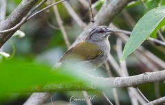 Arremonops chloronotus