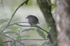 Epinecrophylla fulviventris