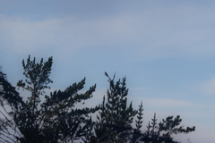 Patagioenas fasciata