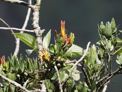 Tristerix longibracteatus