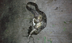 Trimorphodon biscutatus