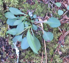 Micranthes virginiensis