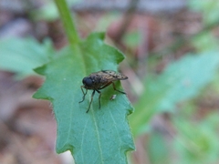 Rhagio dichromaticus