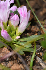 Lewisia brachycalyx