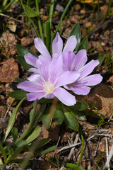 Lewisia brachycalyx