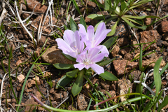 Lewisia brachycalyx