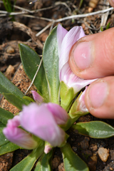 Lewisia brachycalyx