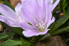 Lewisia brachycalyx