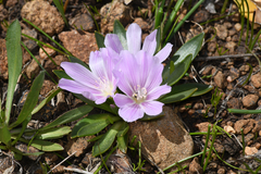Lewisia brachycalyx