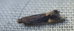 Stomopteryx flavipalpella