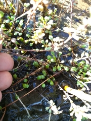 Samolus repens repens