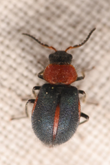 Collops vittatus