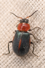Collops vittatus