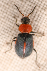 Collops vittatus