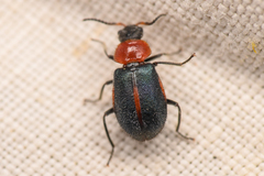 Collops vittatus
