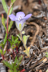 Phacelia curvipes
