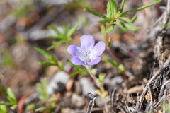 Phacelia curvipes