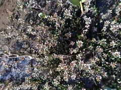 Samolus repens repens