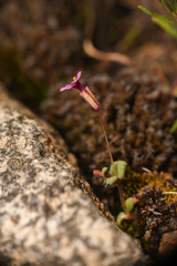 Erythranthe androsacea
