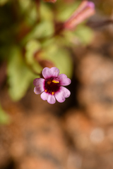 Erythranthe androsacea