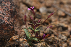 Erythranthe androsacea