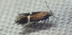 Aproaerema polychromella
