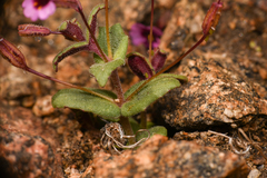 Erythranthe androsacea