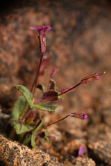Erythranthe androsacea
