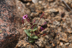 Erythranthe androsacea