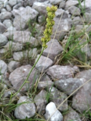 Tofieldia calyculata
