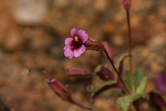 Erythranthe androsacea