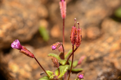 Erythranthe androsacea