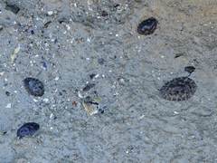 Onchidella nigricans