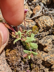Erythranthe androsacea