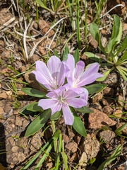 Lewisia brachycalyx