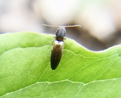 Dolerosomus silaceus
