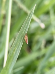 Trigonometopsis binotata