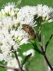 Eristalinus taeniops