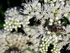 Eristalinus taeniops