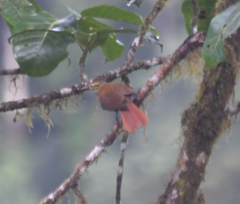 Anabacerthia variegaticeps