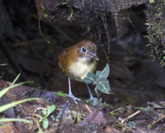 Grallaria flavotincta