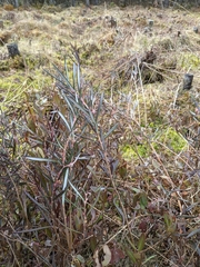 Andromeda polifolia glaucophylla